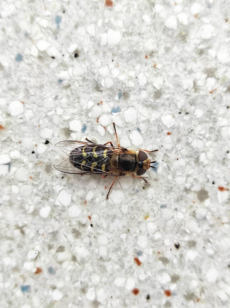 Syrphidae: quale Scaeva? Scaeva cfr. pyrastri